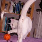 Balle de chat