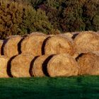 Ballen im Herbst letzten Jahres