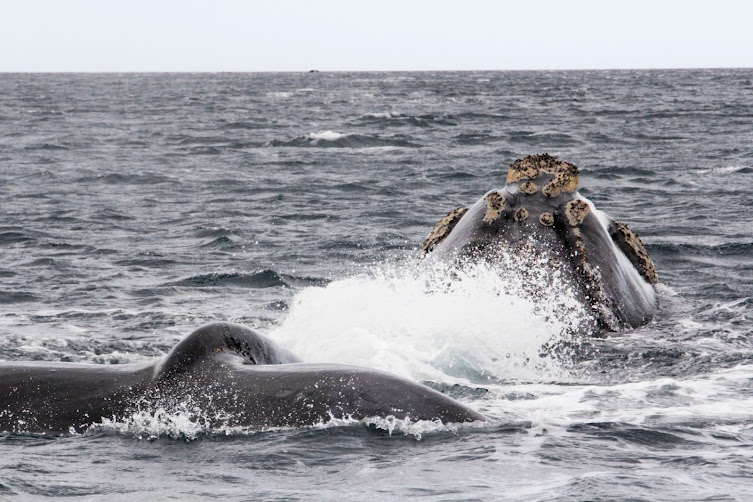 Ballena