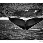 Ballena