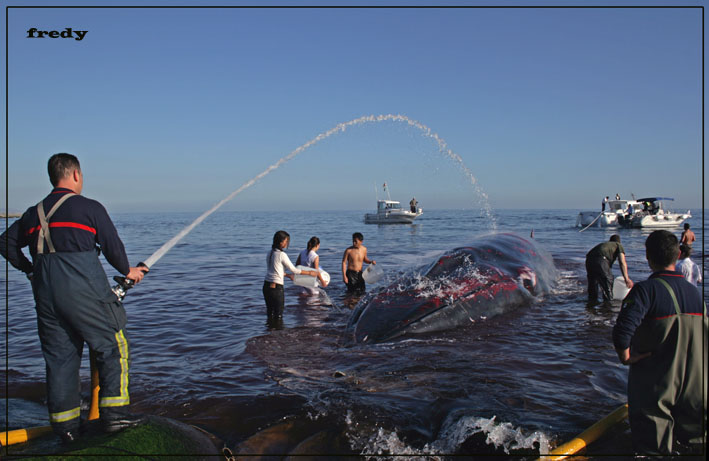 BALLENA.....