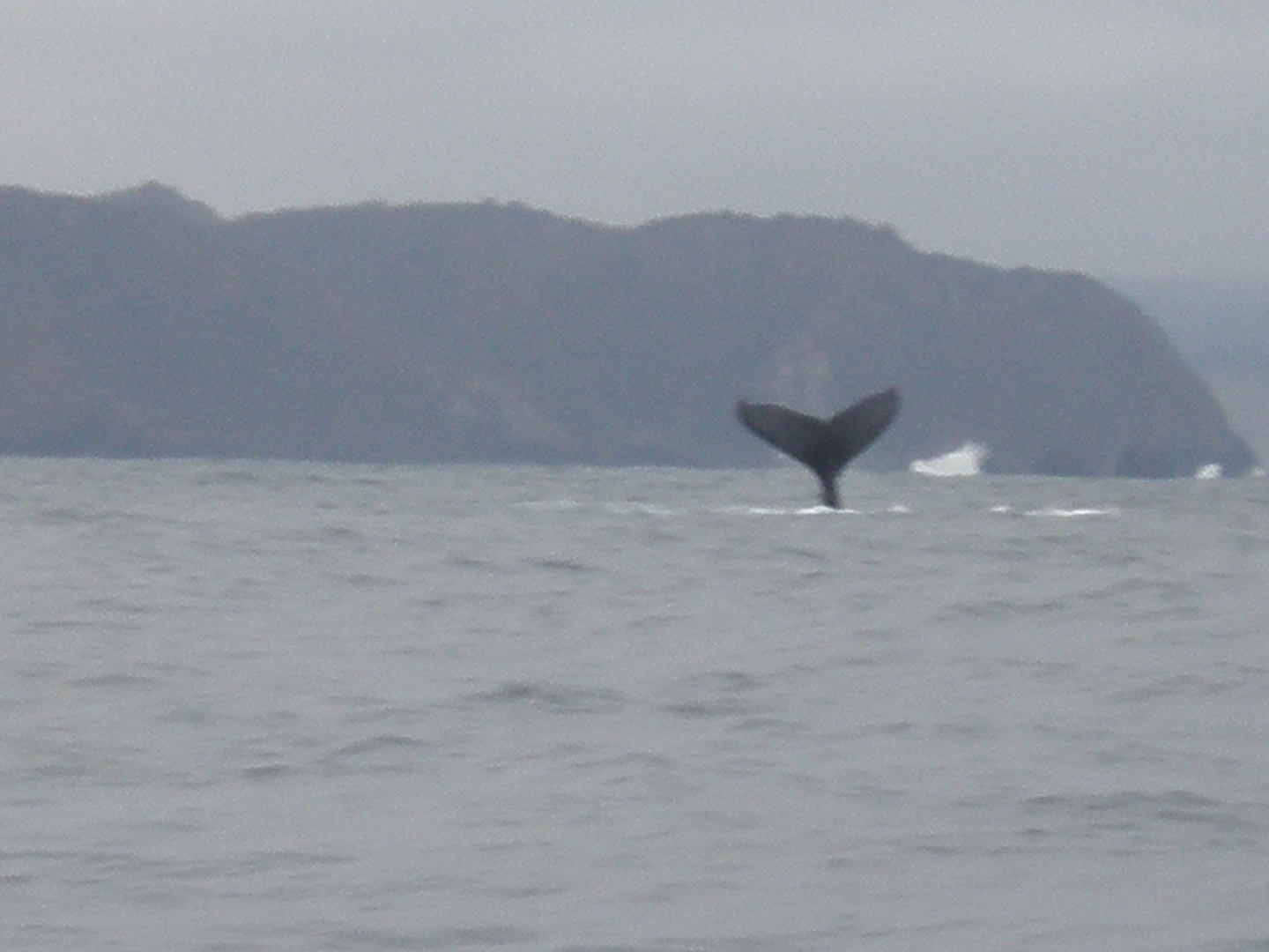 Ballena Azul