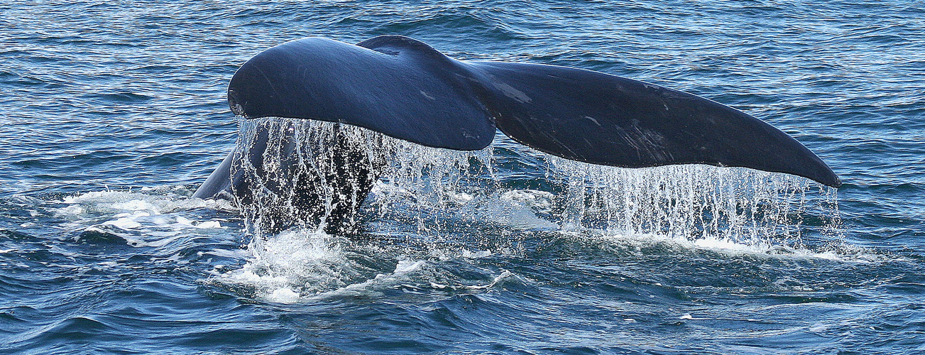 Ballena Franca