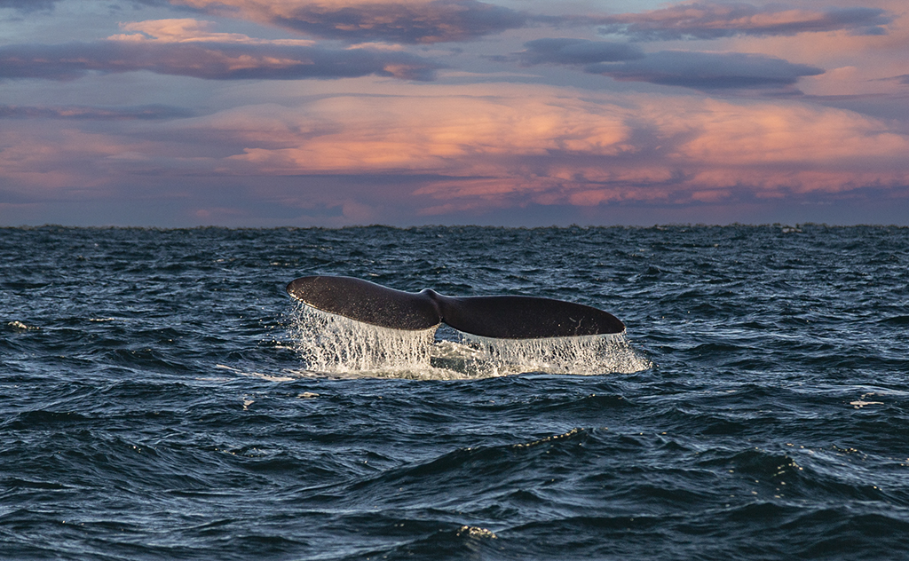 Ballena franca austral