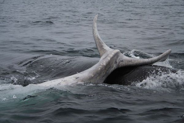 Ballena Franca Austral y su cría