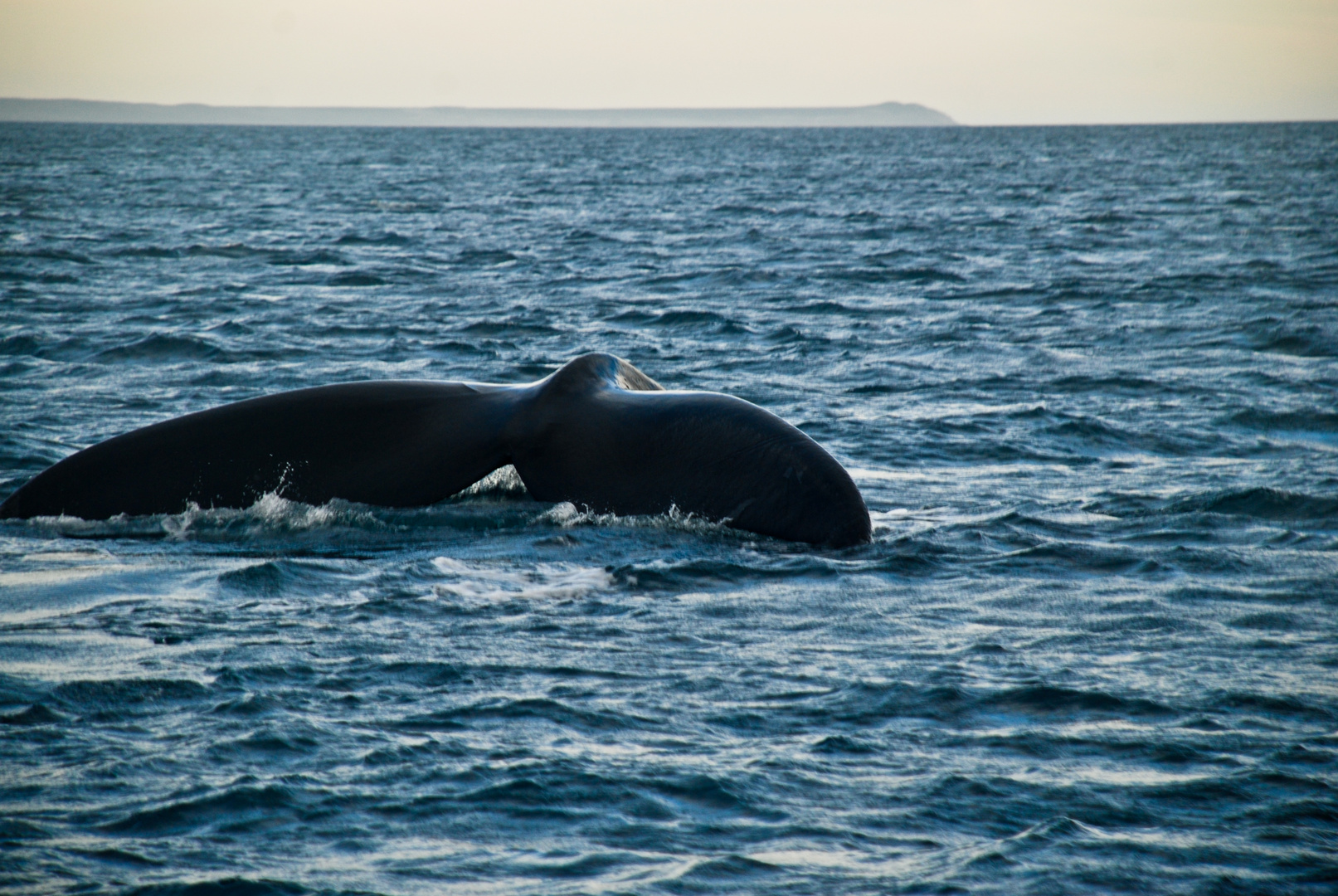 Ballena franca en Península Valdés - Patagonia argentina