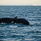 Ballena franca en Península Valdés - Patagonia argentina