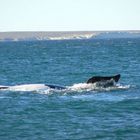 Ballena hembra panza arriba (aqui estoy!!!!)