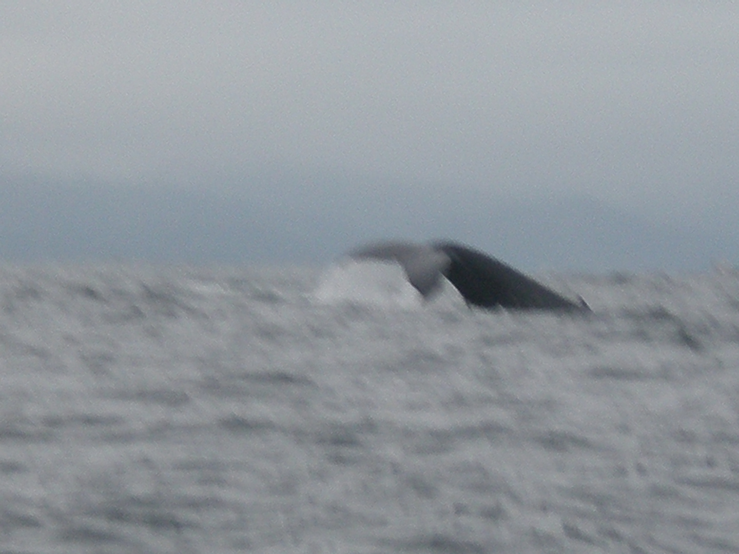 BALLENA II