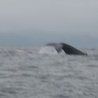 BALLENA II