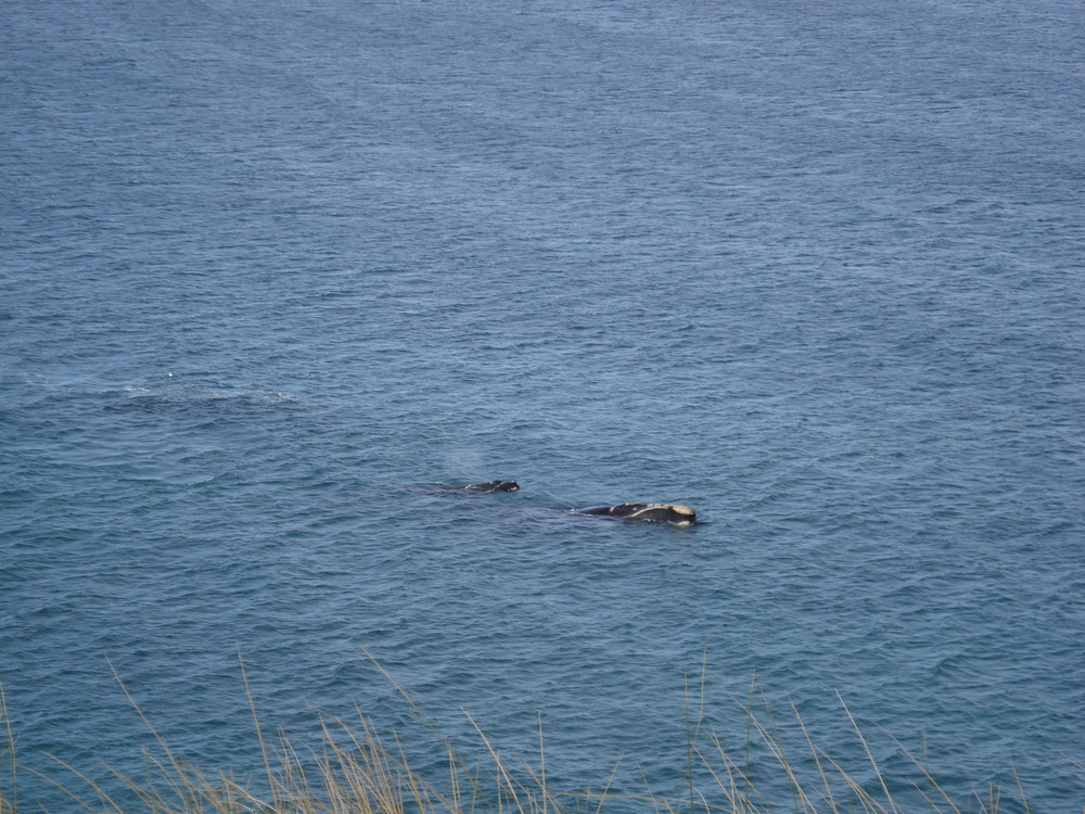 Ballena y su cria