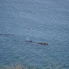 Ballena y su cria