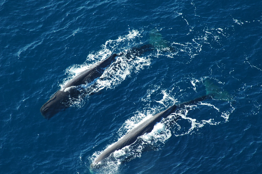 ballenas