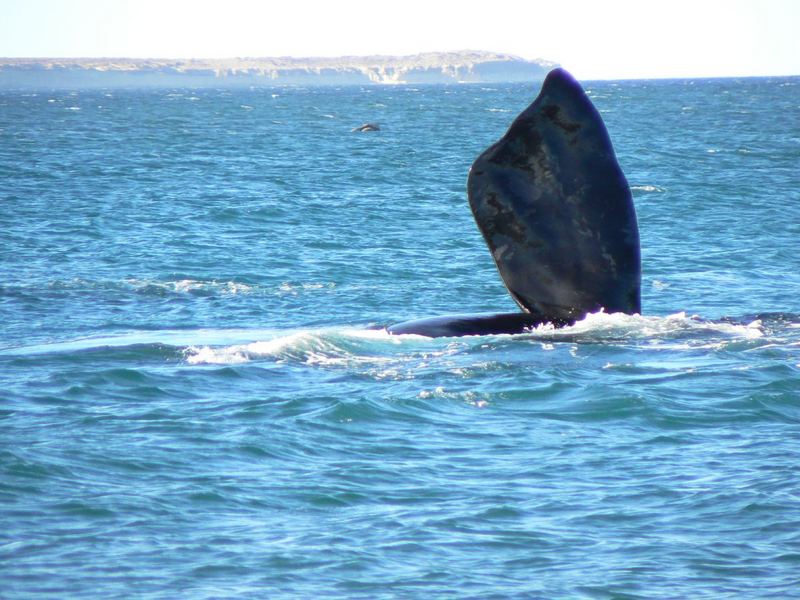 Ballenas en Puerto Madryn