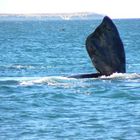 Ballenas en Puerto Madryn