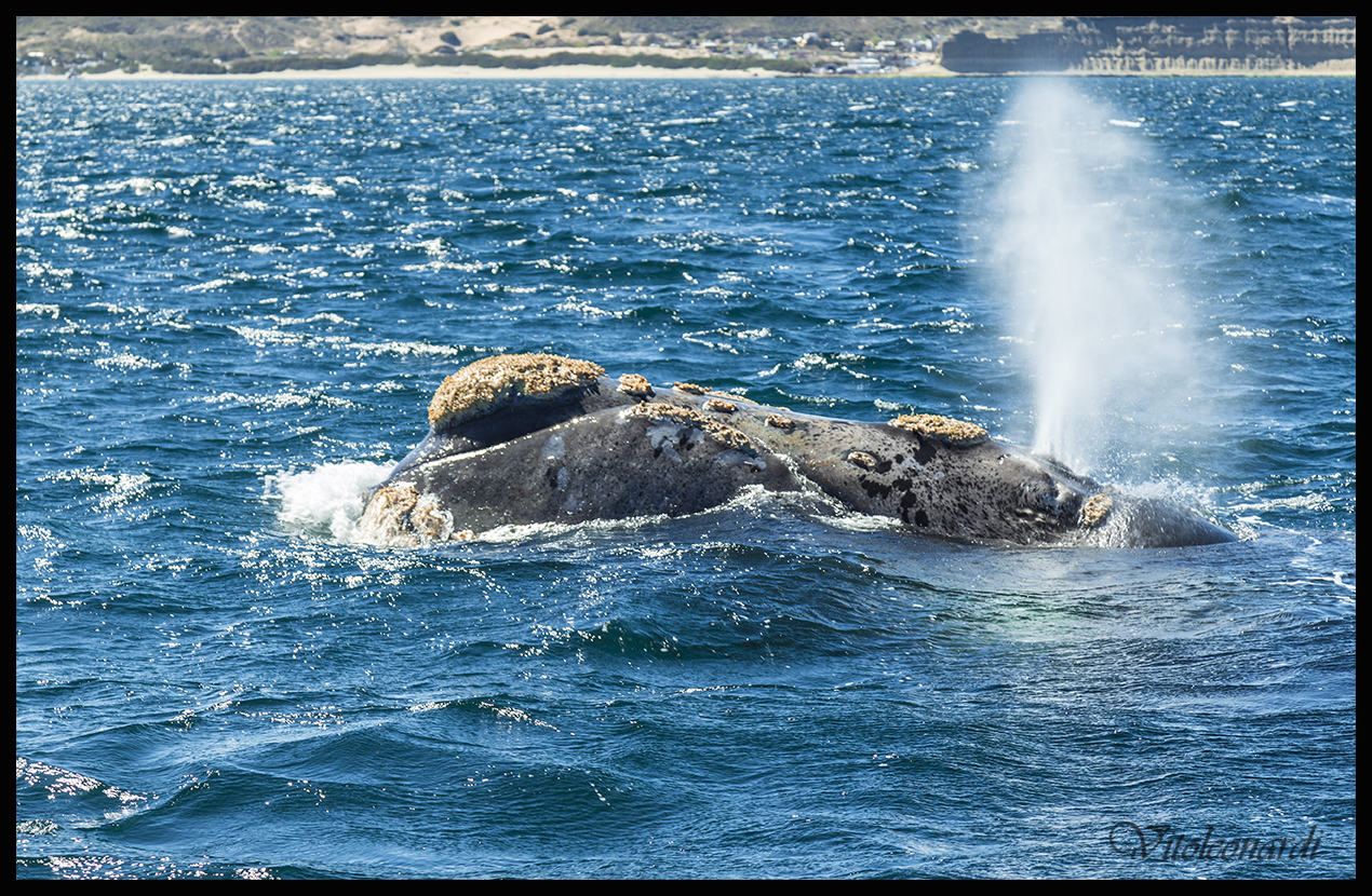 Ballenas en Puerto Piramides