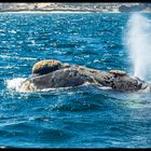 Ballenas en Puerto Piramides