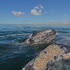 Ballenas gentiles