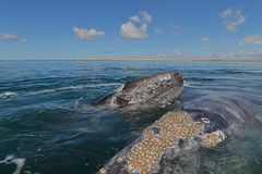 Ballenas gentiles