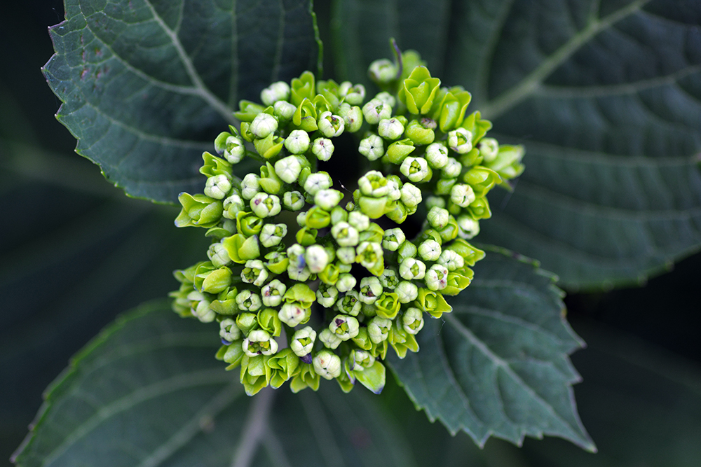 Ballenhortensie