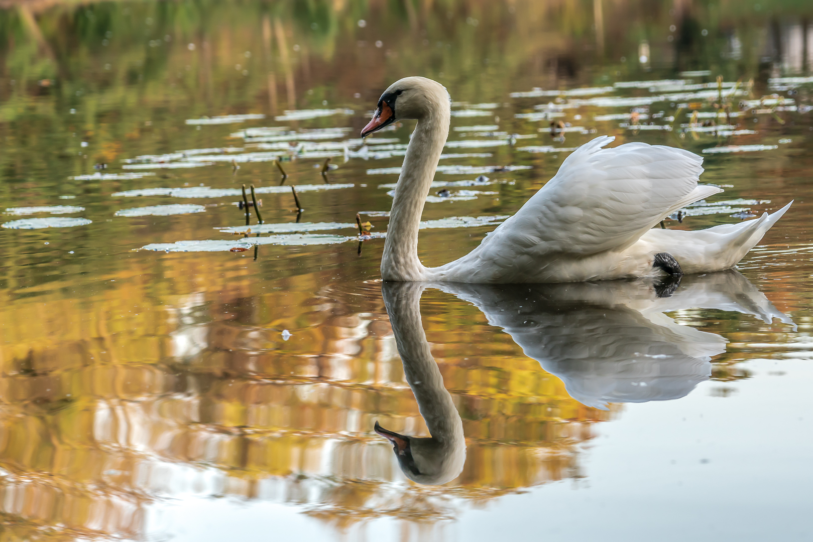 Ballenstedter Schlossteichschwan