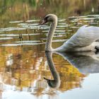 Ballenstedter Schlossteichschwan