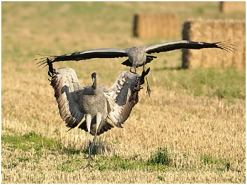 Ballerina bei der Landung . . .