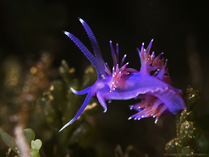 Ballerina Flabellina