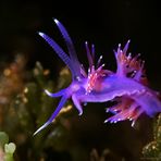 Ballerina Flabellina