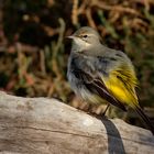 Ballerina gialla (Motacilla cinerea).