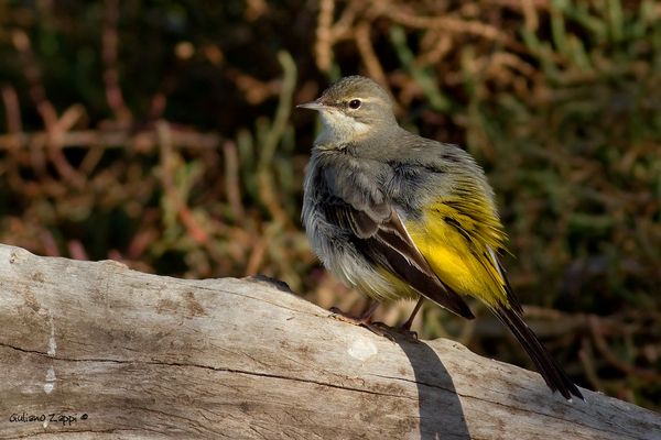 Ballerina gialla (Motacilla cinerea).