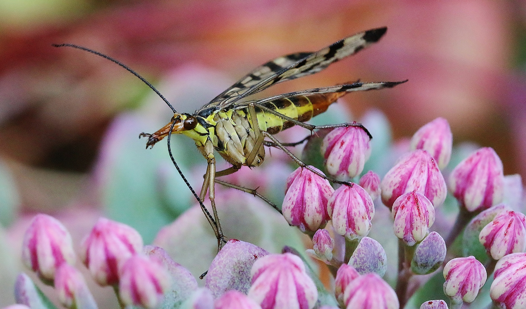 Ballerina im Blütenrausch