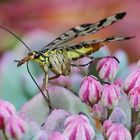 Ballerina im Blütenrausch