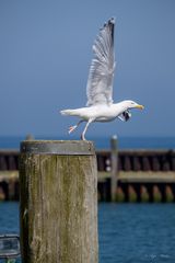 Ballerina mit Flügeln