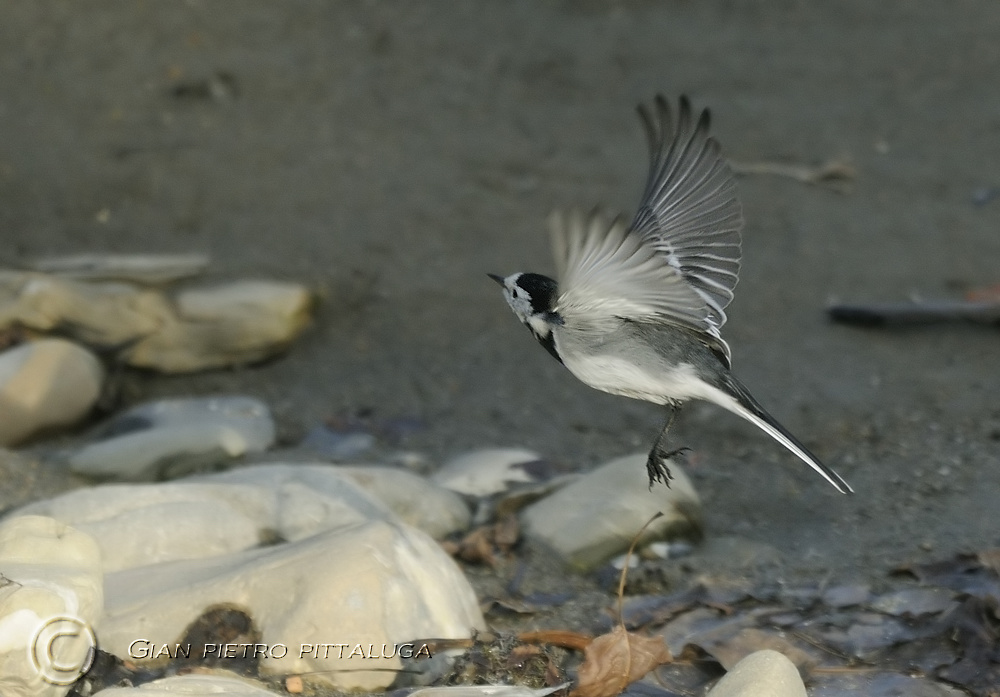 Ballerina...sulle punte