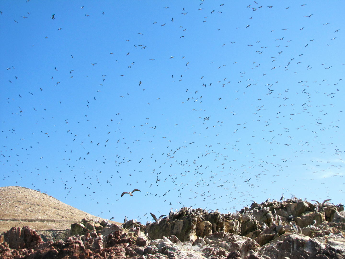 Ballestas Inseln in Peru