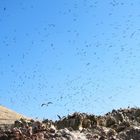 Ballestas Inseln in Peru