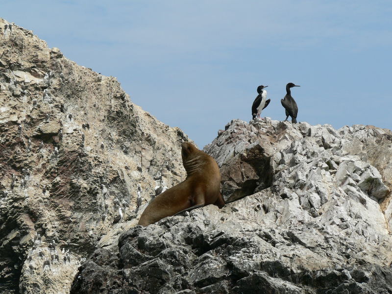 Ballestas Islands