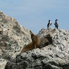 Ballestas Islands