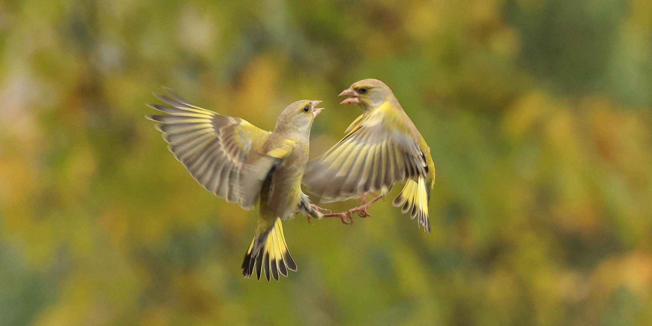 Ballet d'automne....