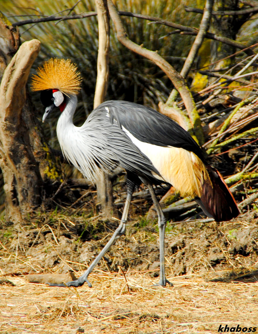 Ballet de grue