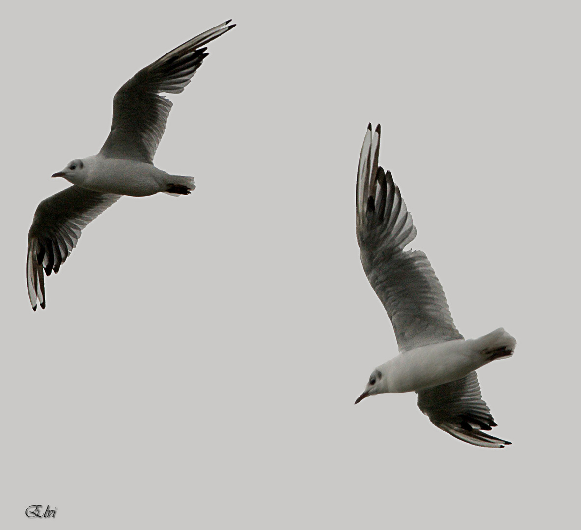 Ballet de mouettes