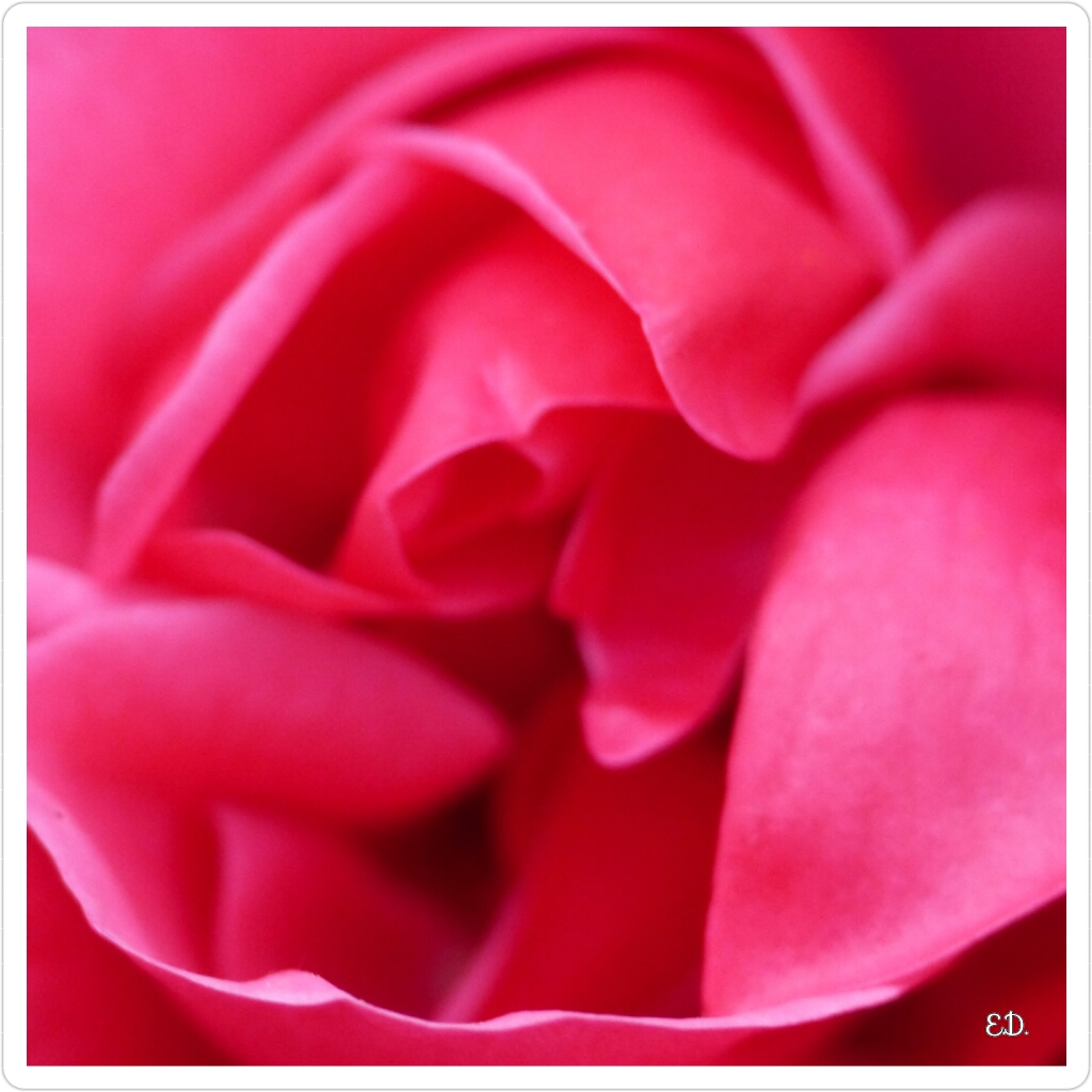 Ballet de pétales roses