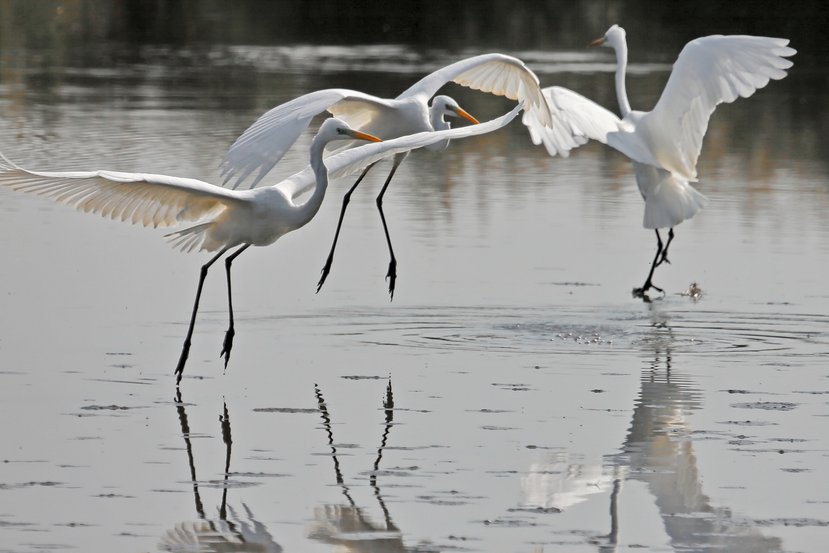 Ballet der Silberreiher