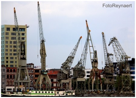 Ballet Of Cranes