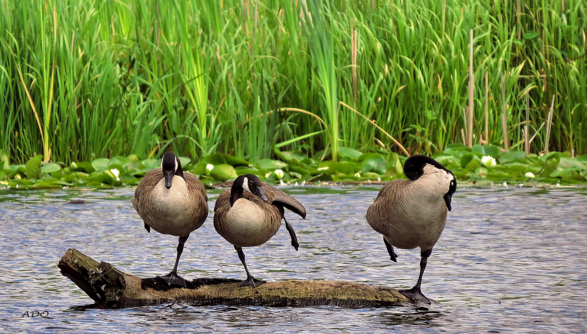 Ballet of the Geese