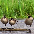 Ballet of the Geese