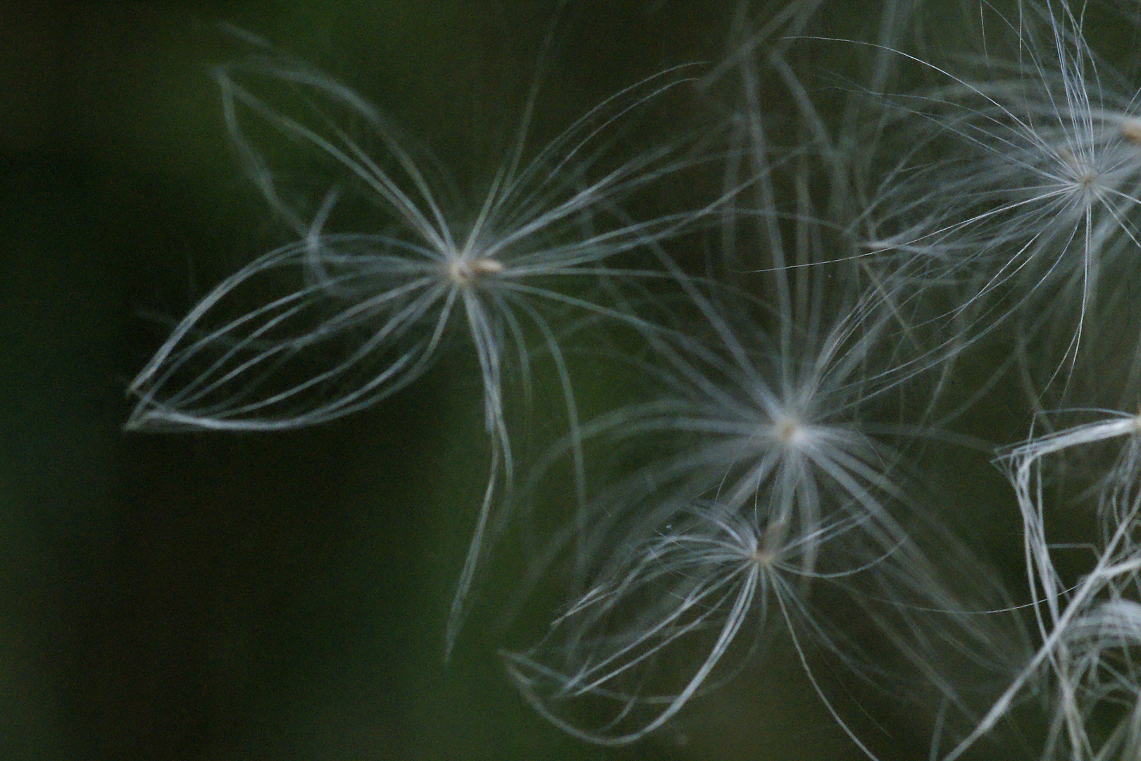 Ballet Of The Thistle