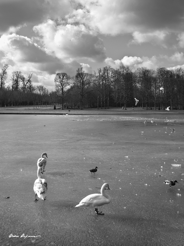 Ballet sur glace