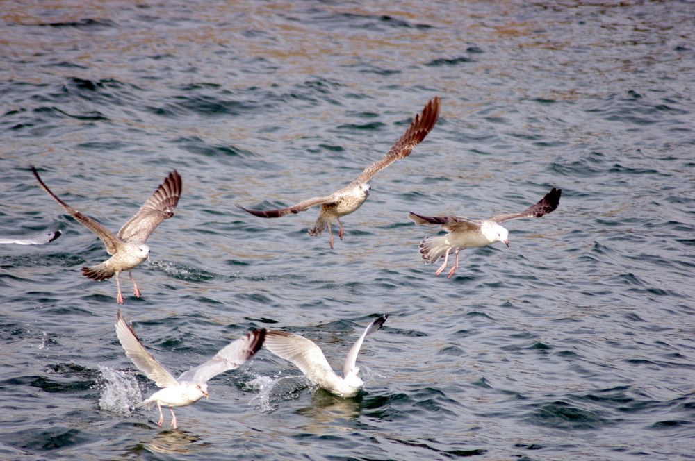 ballet sur l'eau ...